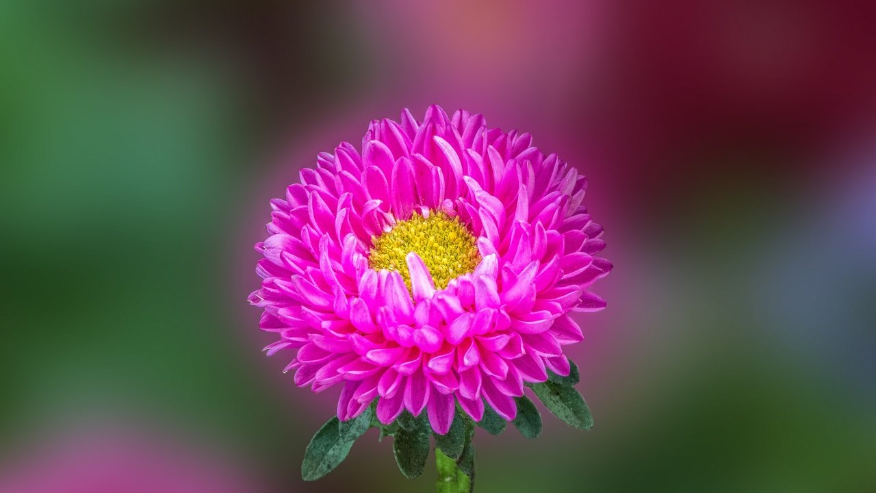 Обои макро, астра, aster flower, macro, astra разрешение 2880x1920 Загрузить