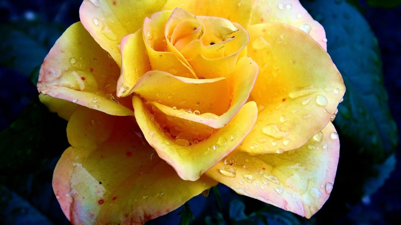 Обои капли, роза, жёлтая, drops, rose, yellow разрешение 1920x1200 Загрузить