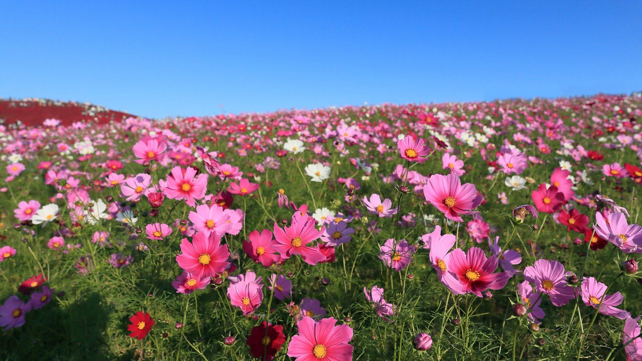 Обои небо, цветы, поле, космея, the sky, flowers, field, kosmeya разрешение 2048x1365 Загрузить