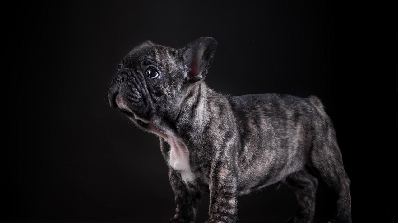 Обои собака, щенок, позирование, французский бульдог, dog, puppy, posing, french bulldog разрешение 4640x2990 Загрузить