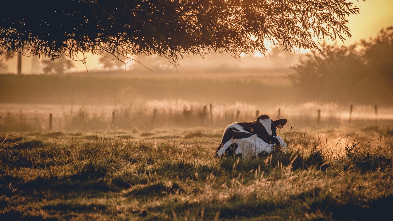 Обои природа, утро, животное, корова, nature, morning, animal, cow разрешение 5898x3937 Загрузить