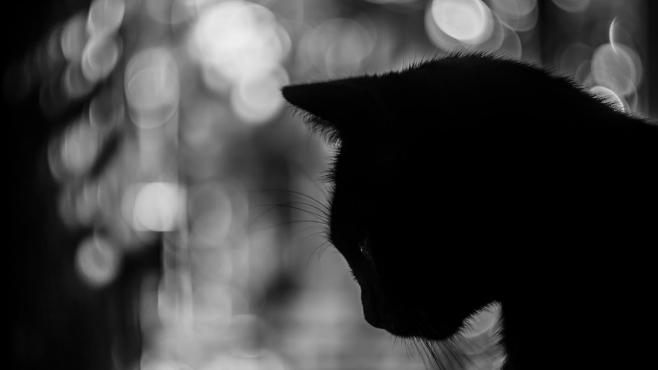 Обои фон, кот, усы, чёрно-белое, силуэт, background, cat, mustache, black and white, silhouette разрешение 2048x1365 Загрузить