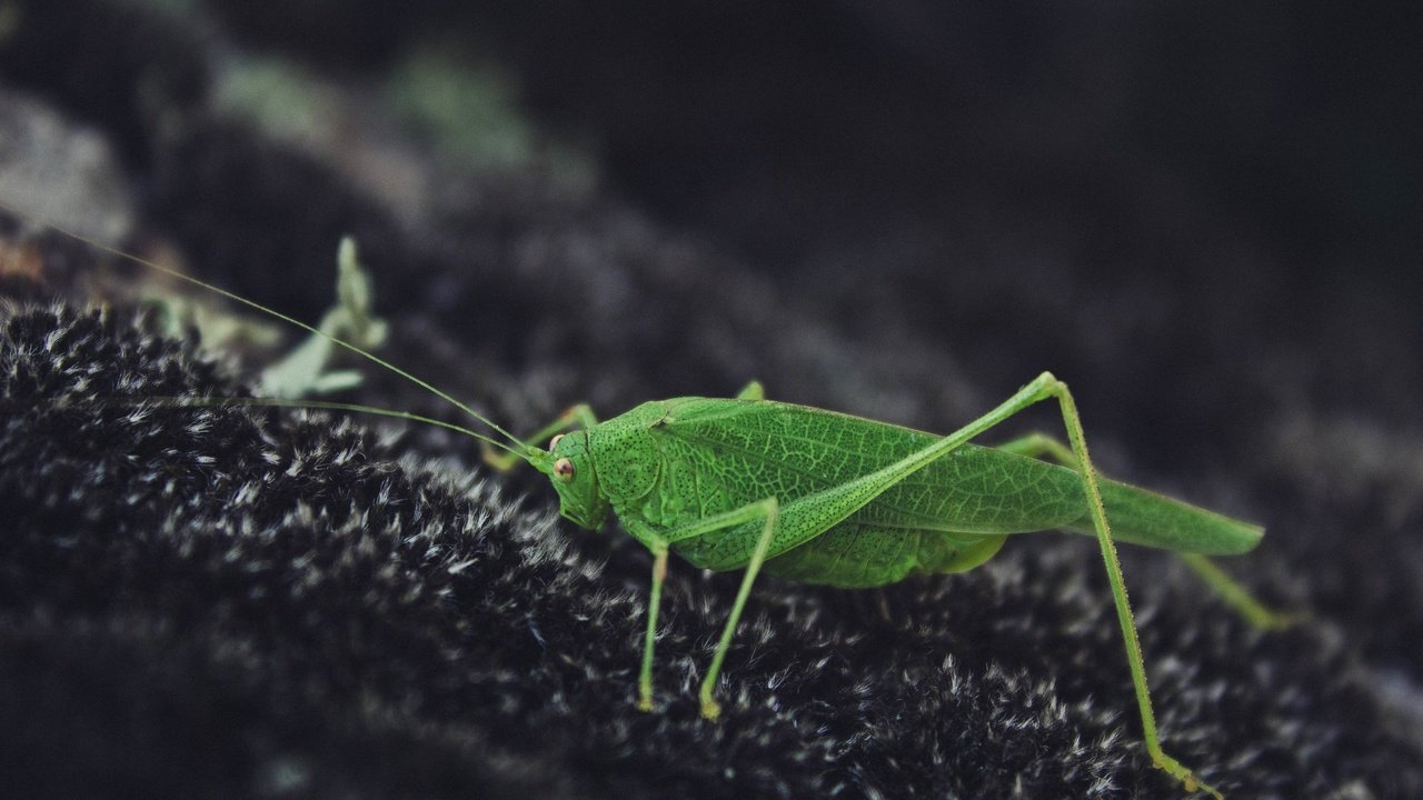 Обои природа, зелёный, насекомое, кузнечик, nature, green, insect, grasshopper разрешение 2880x1920 Загрузить