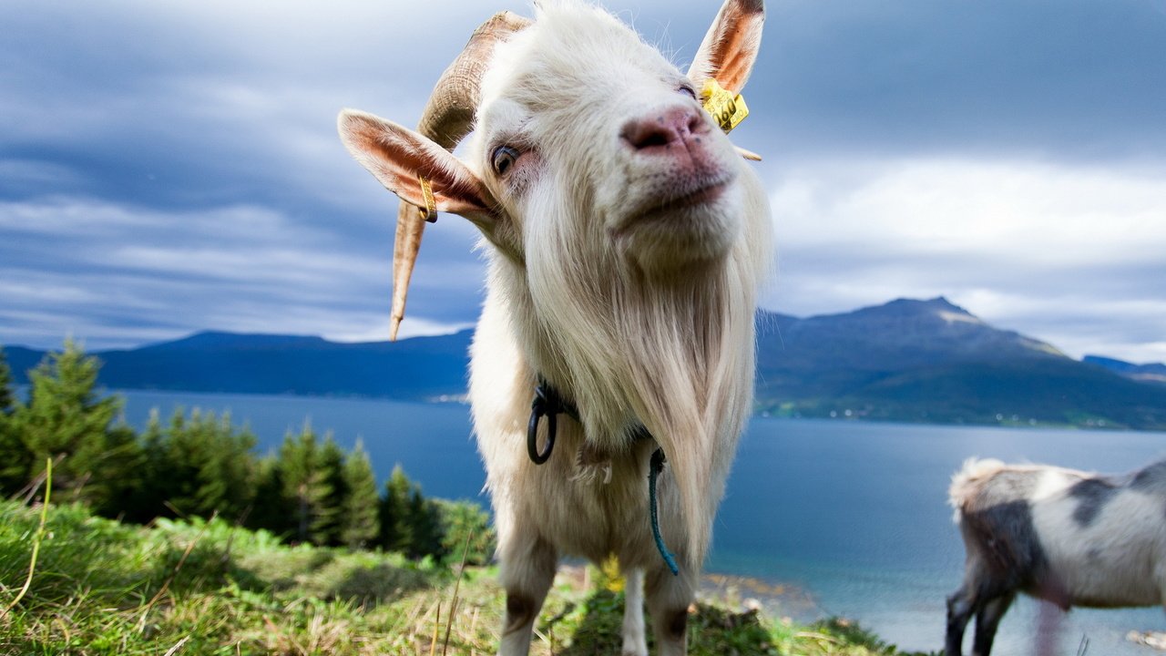 Обои природа, животные, коза, nature, animals, goat разрешение 1920x1200 Загрузить