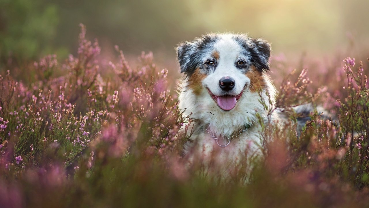 Обои морда, собака, вереск, австралийская овчарка, аусси, face, dog, heather, australian shepherd, aussie разрешение 2880x1920 Загрузить