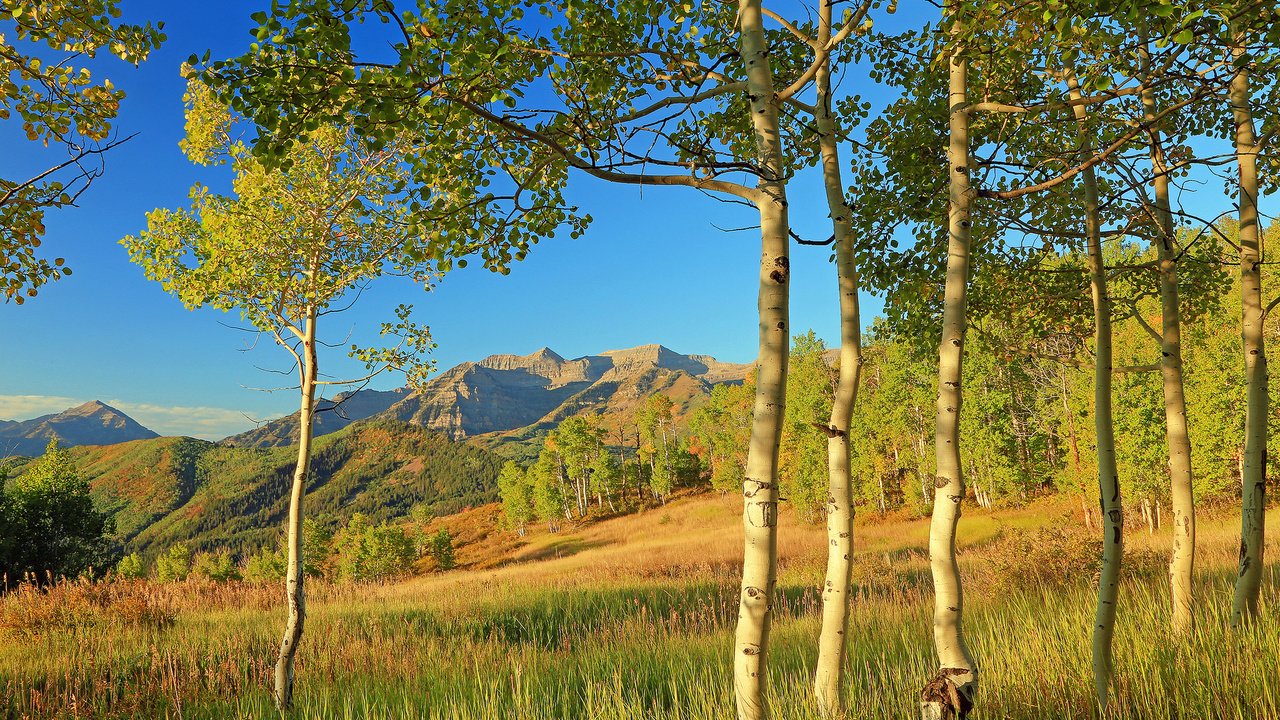 Обои деревья, аспен, горы, листья, склон, осень, сша, колорадо, осина, trees, mountains, leaves, slope, autumn, usa, colorado, aspen разрешение 2048x1317 Загрузить