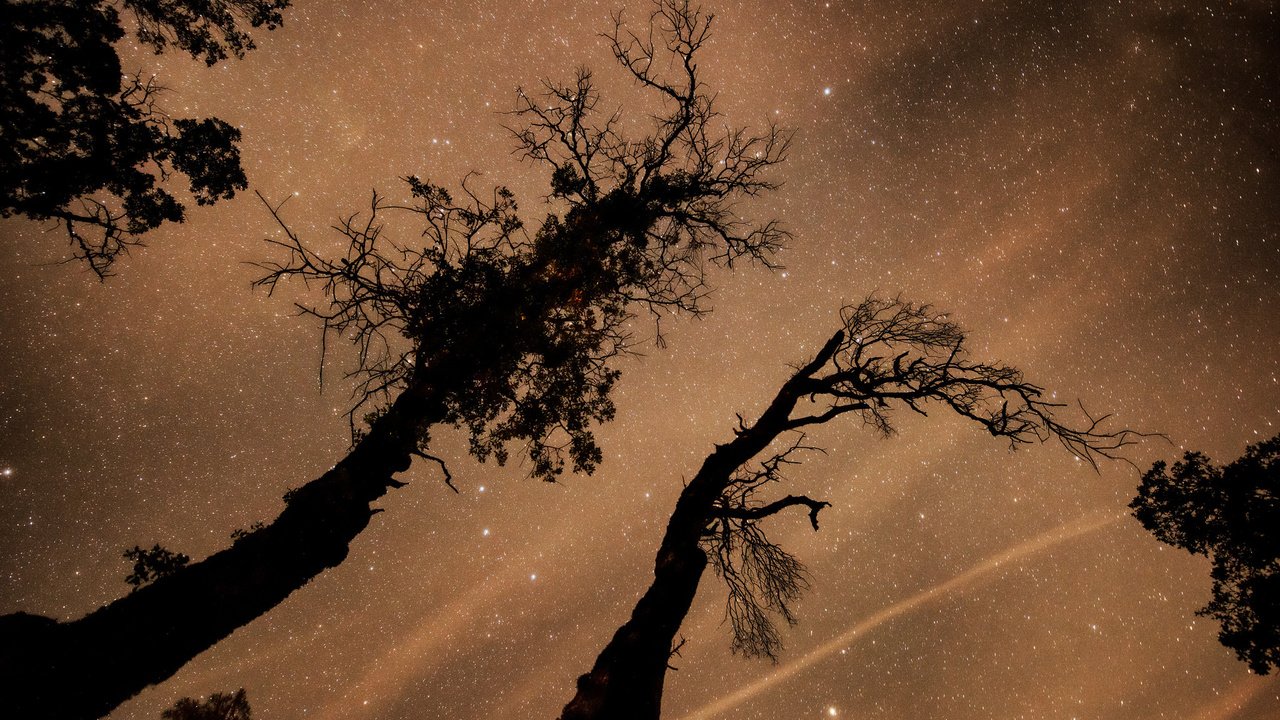 Обои деревья, космос, звезды, пространство, trees, space, stars разрешение 2048x1367 Загрузить