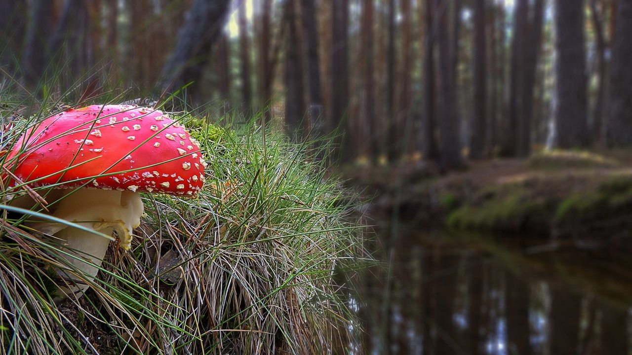 Обои трава, природа, осень, гриб, мухомор, grass, nature, autumn, mushroom разрешение 2036x1093 Загрузить