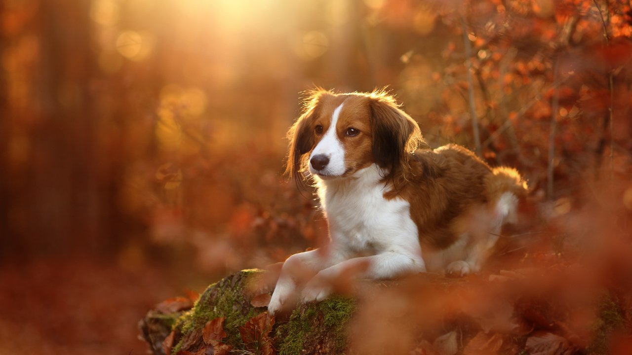 Обои листья, осень, собака, коикерхондье, койкерхондье, leaves, autumn, dog, kooikerhondje разрешение 2048x1365 Загрузить