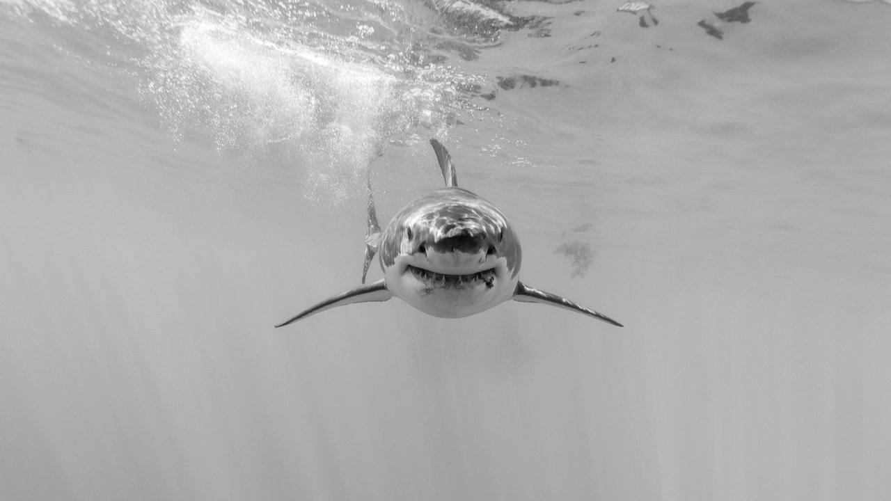 Обои природа, море, чёрно-белое, акула, подводный мир, nature, sea, black and white, shark, underwater world разрешение 5760x3840 Загрузить