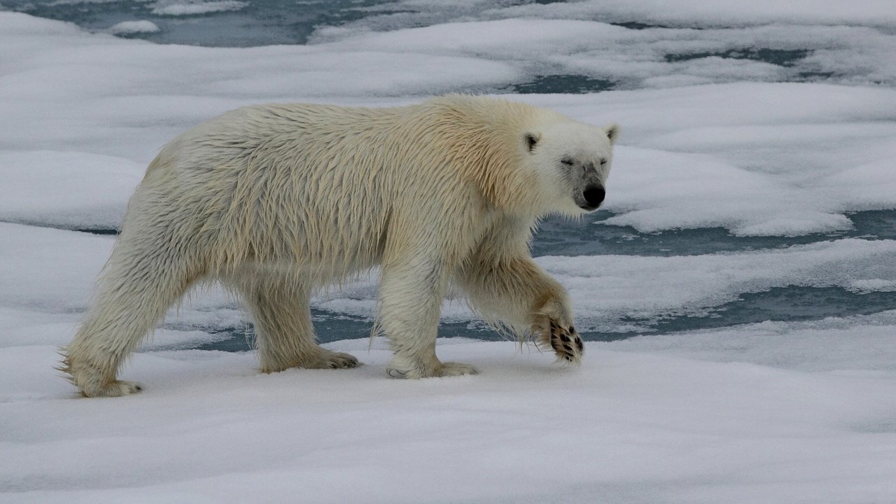 Обои животные, полярный медведь, медведь, белый медведь, animals, polar bear, bear разрешение 2880x2369 Загрузить