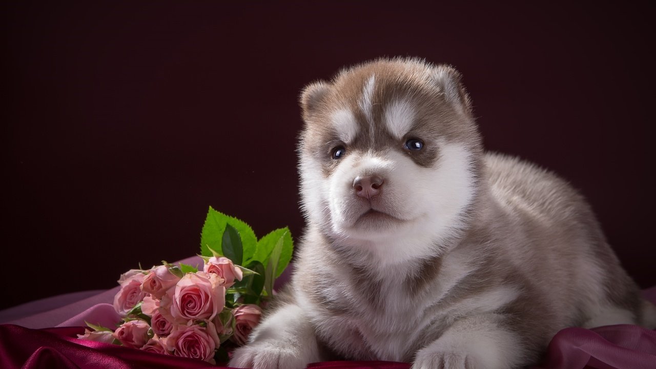 Обои цветы, розы, собака, щенок, ткань, хаски, порода, flowers, roses, dog, puppy, fabric, husky, breed разрешение 2400x1502 Загрузить