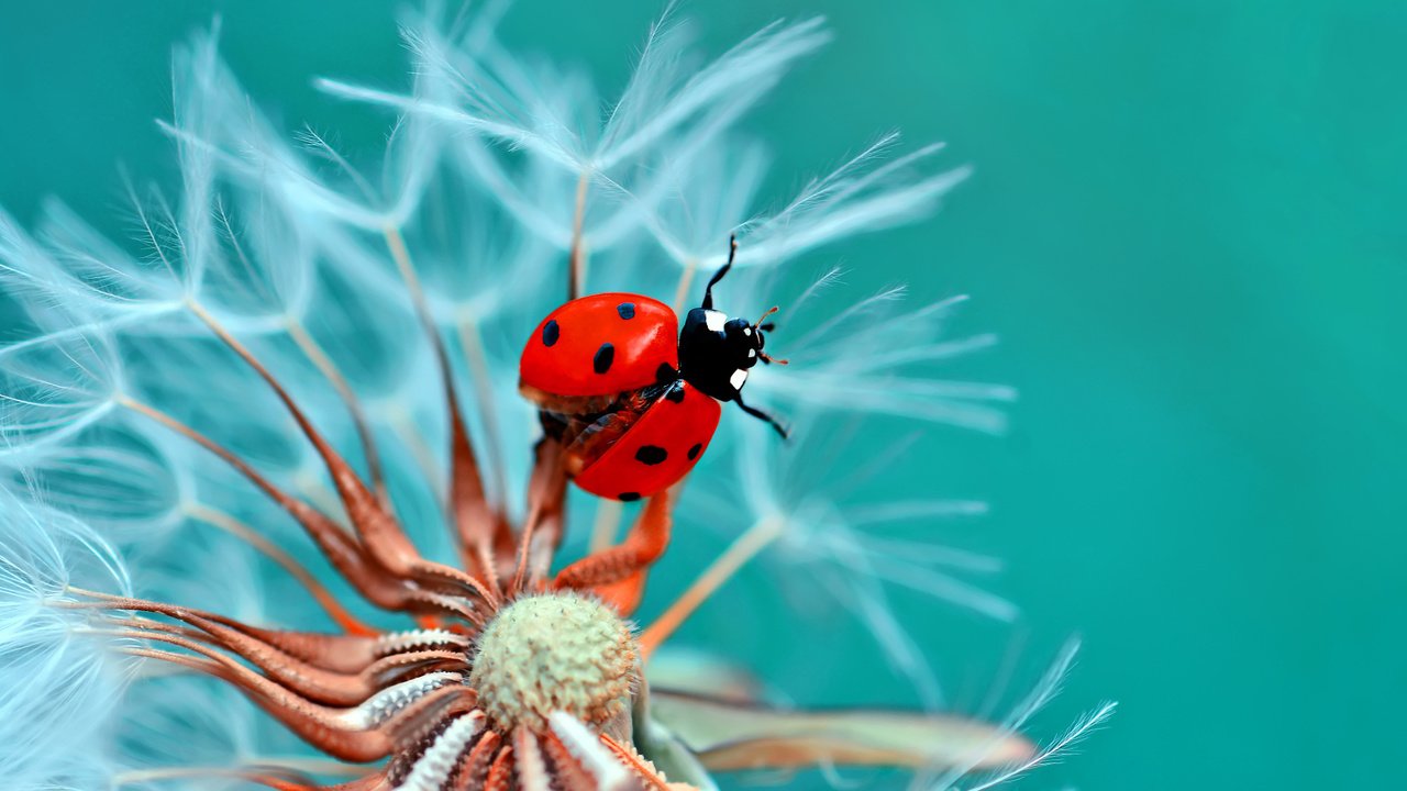 Обои жук, макро, цветок, божья коровка, одуванчик, beetle, macro, flower, ladybug, dandelion разрешение 2048x1410 Загрузить