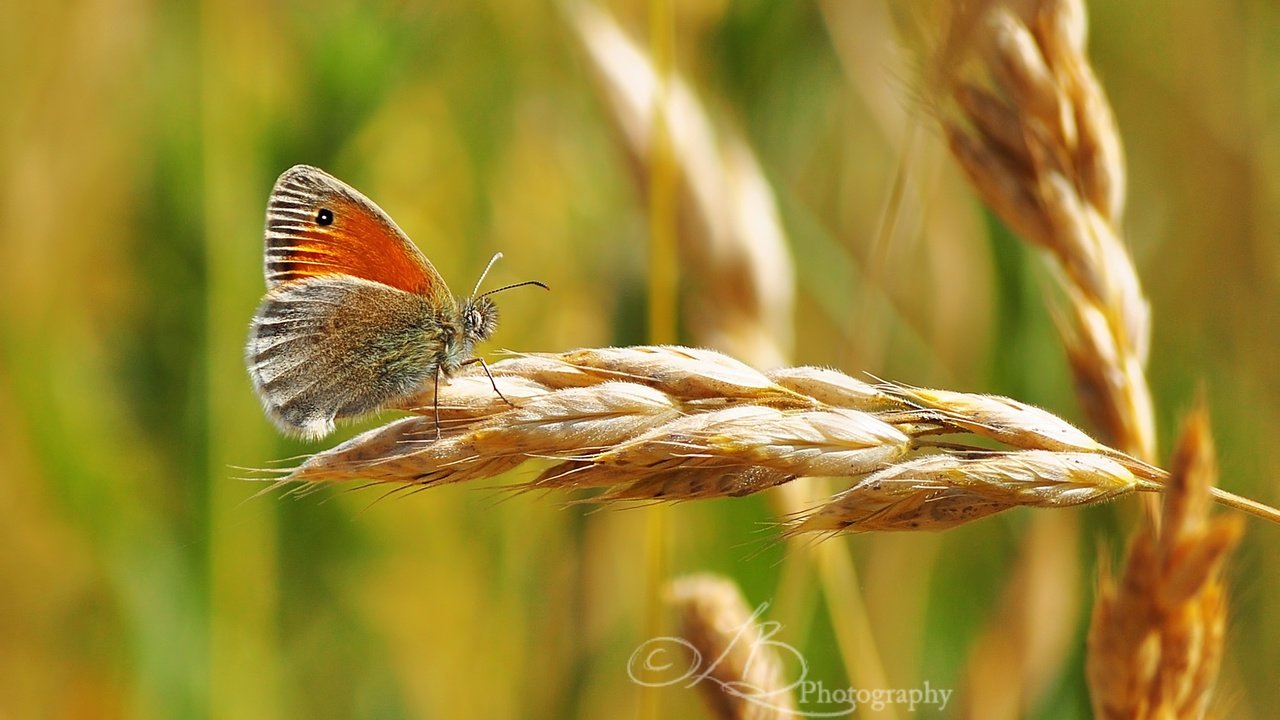 Обои зелень, насекомое, бабочка, колосок, боке, greens, insect, butterfly, spike, bokeh разрешение 2423x1520 Загрузить