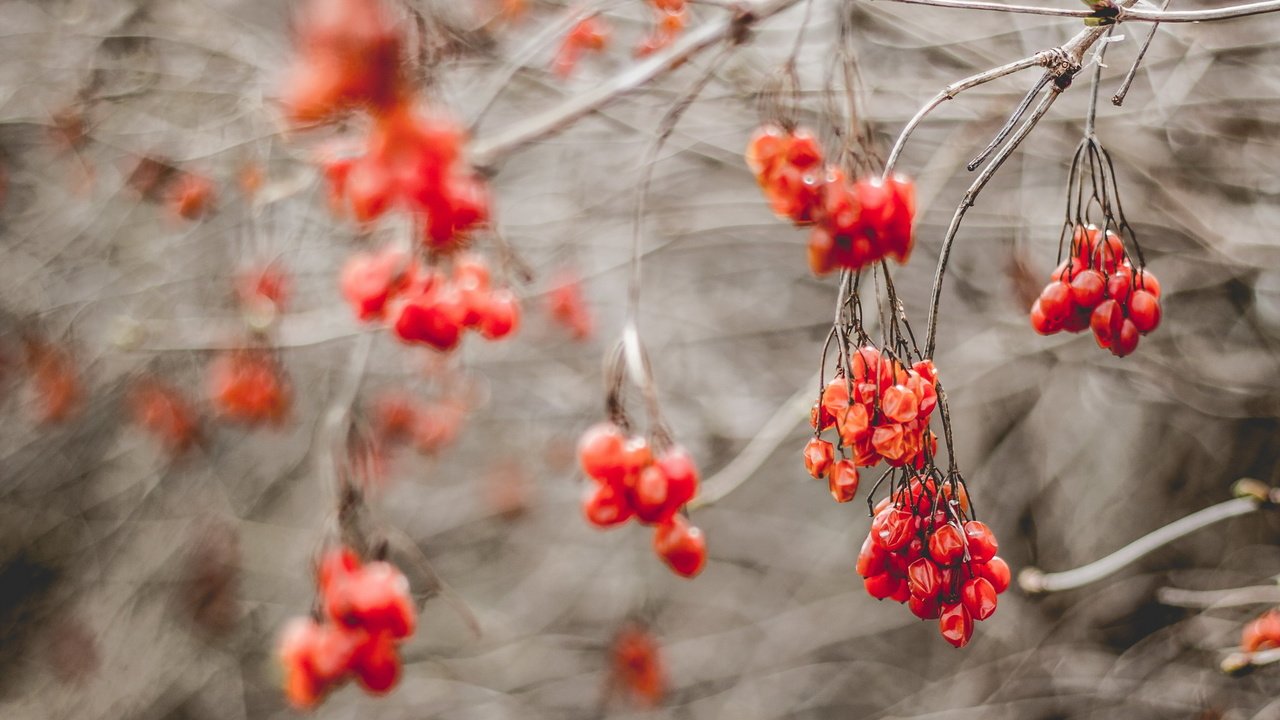 Обои природа, ветки, осень, размытость, ягоды, рябина, nature, branches, autumn, blur, berries, rowan разрешение 2560x1706 Загрузить