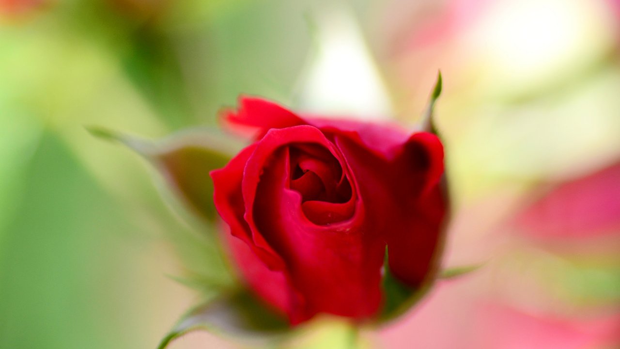 Обои природа, цветок, роза, красная, размытость, бутон, nature, flower, rose, red, blur, bud разрешение 2048x1356 Загрузить