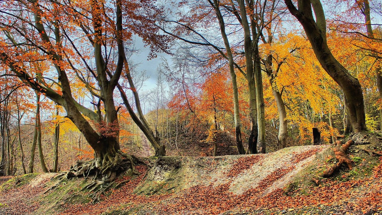 Обои деревья, природа, лес, парк, осень, trees, nature, forest, park, autumn разрешение 3617x2418 Загрузить