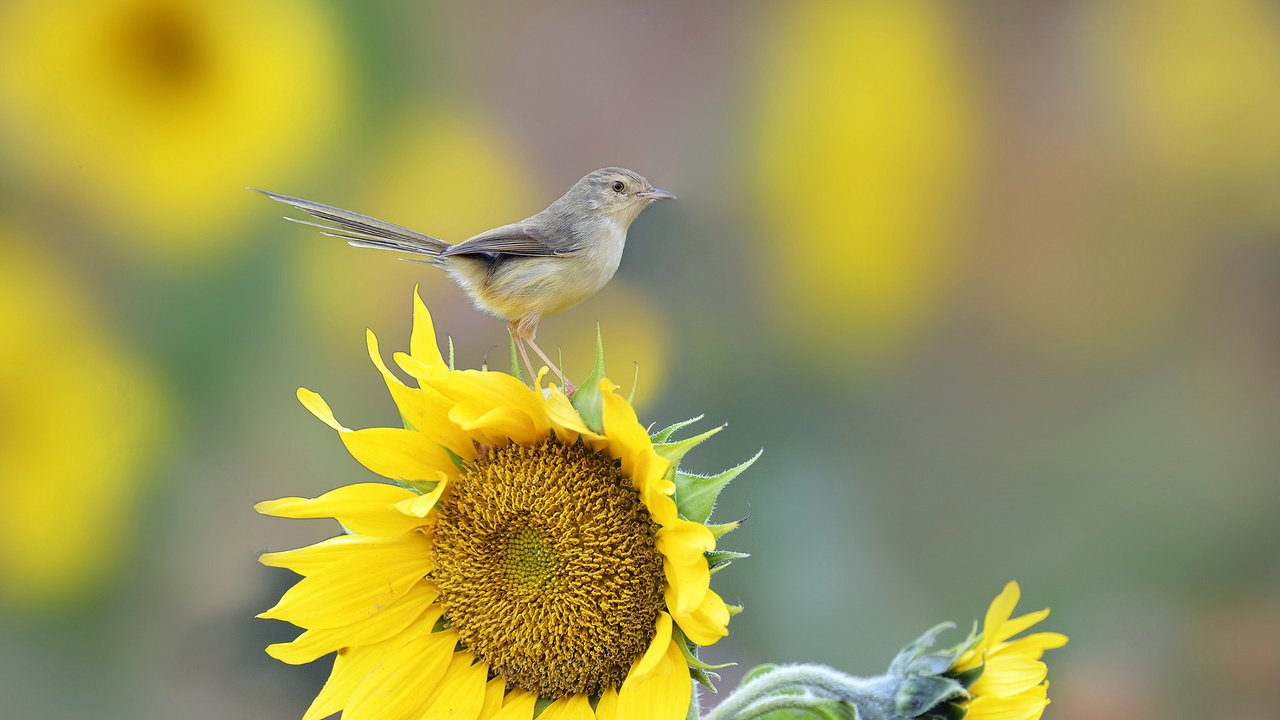 Обои макро, цветок, подсолнух, птица, хвост, macro, flower, sunflower, bird, tail разрешение 2048x1366 Загрузить