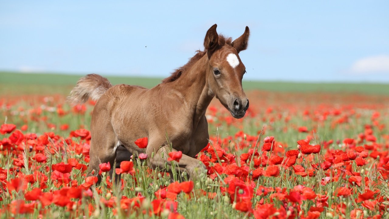 Обои небо, цветы, лошадь, поле, лето, маки, коричневый, жеребенок, the sky, flowers, horse, field, summer, maki, brown, foal разрешение 2880x1920 Загрузить