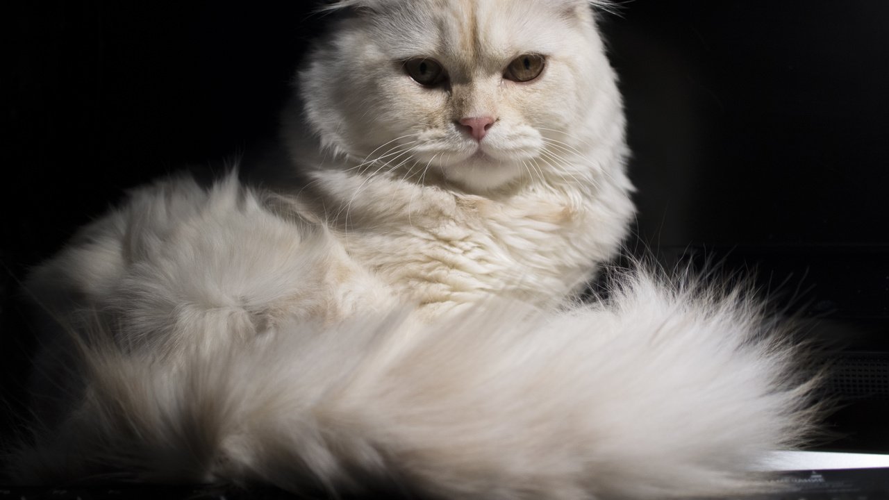 Обои кошка, взгляд, хвост, скоттиш-фолд, шотландская вислоухая кошка, cat, look, tail, scottish fold, scottish fold cat разрешение 3637x2558 Загрузить