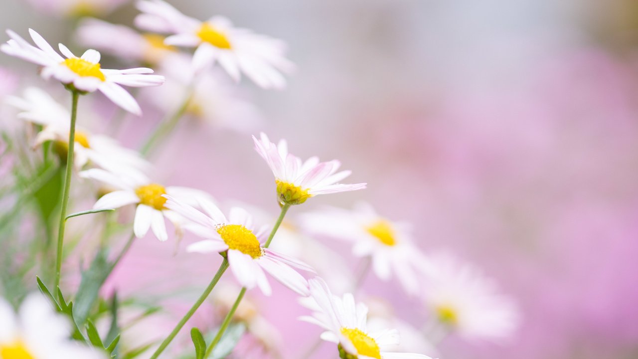 Обои цветы, лето, лепестки, ромашки, flowers, summer, petals, chamomile разрешение 4240x2832 Загрузить