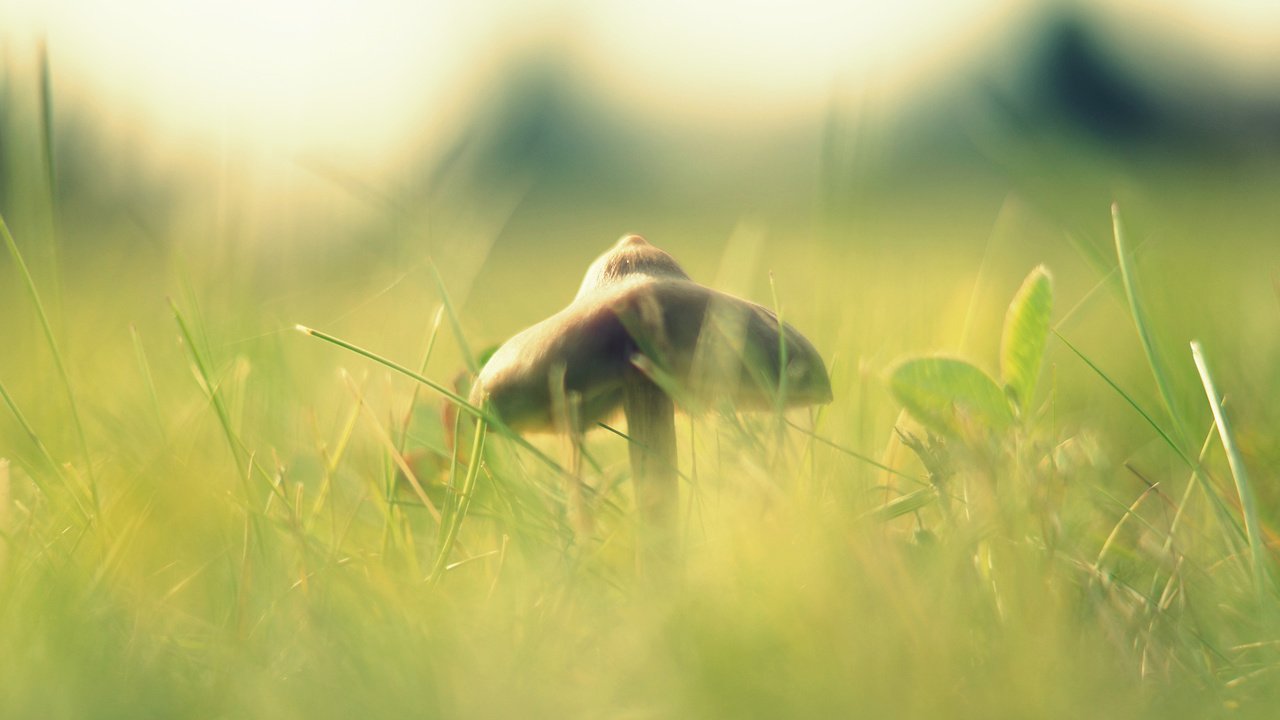 Обои свет, трава, макро, размытость, гриб, шляпка, light, grass, macro, blur, mushroom, hat разрешение 1920x1080 Загрузить