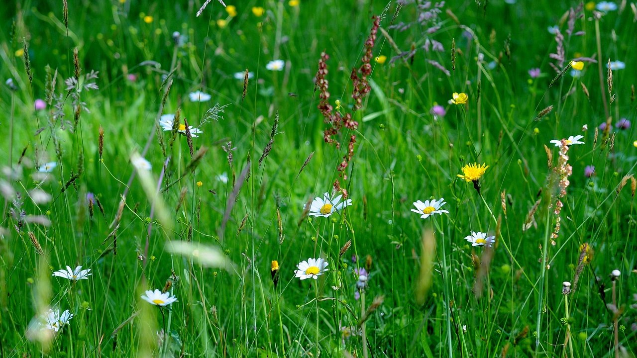 Обои цветы, трава, макро, поле, flowers, grass, macro, field разрешение 4288x1804 Загрузить