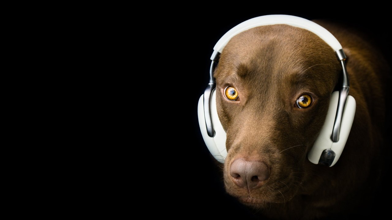 Обои взгляд, собака, наушники, черный фон, друг, лабрадор, look, dog, headphones, black background, each, labrador разрешение 5125x3100 Загрузить