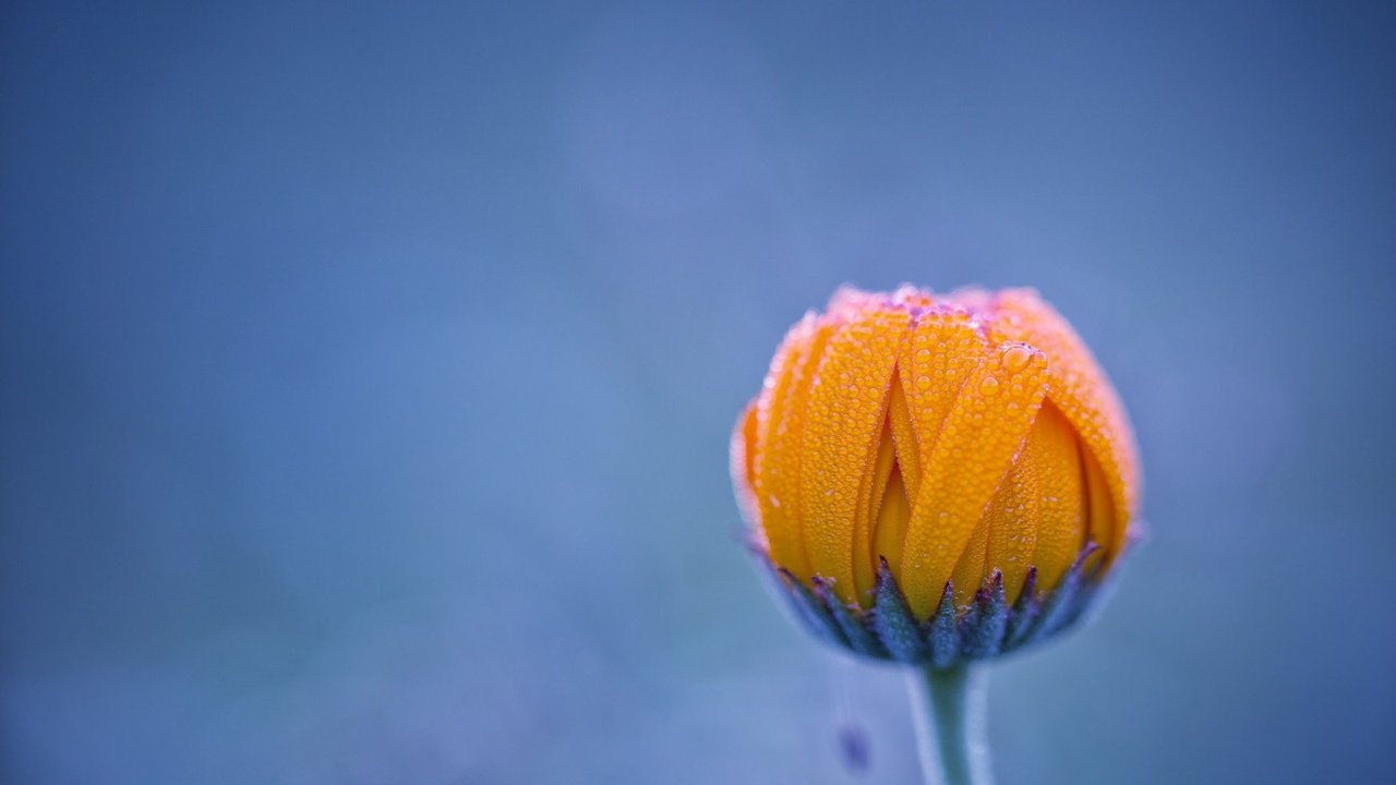 Обои фон, цветок, роса, капли, бутон, background, flower, rosa, drops, bud разрешение 2048x1365 Загрузить