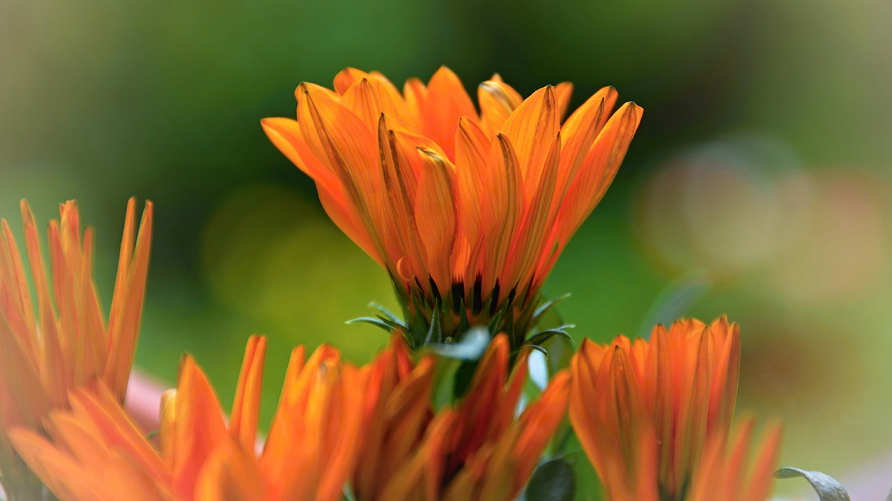Обои цветы, оранжевая, яркая, календула, flowers, orange, bright, calendula разрешение 6000x4000 Загрузить