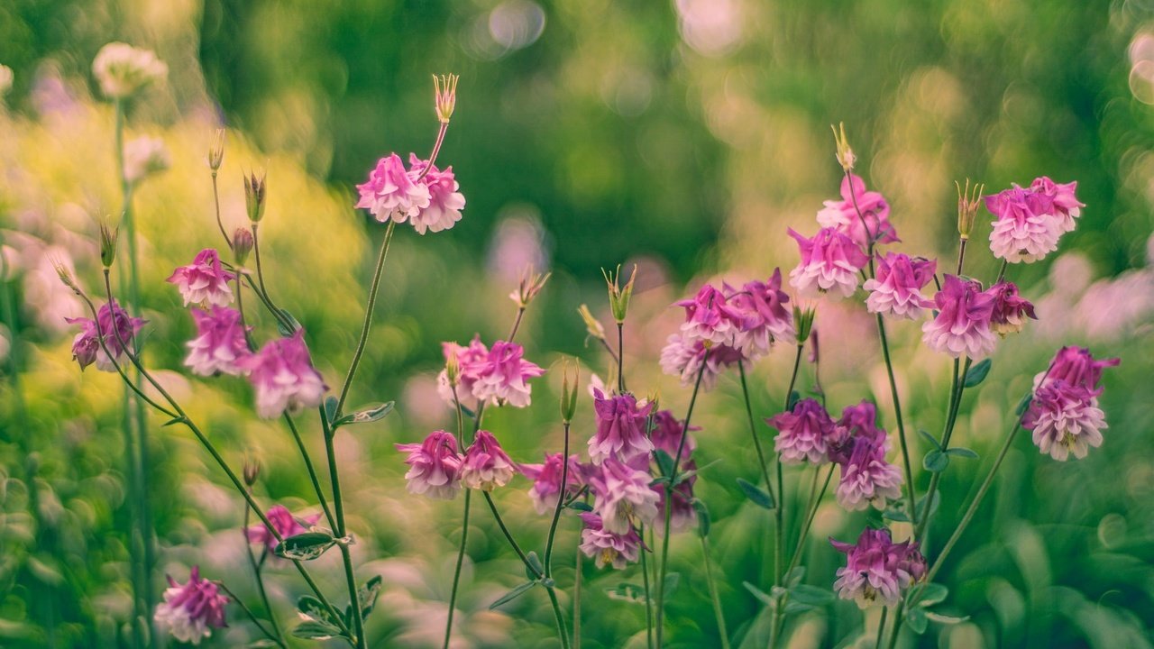 Обои цветы, бутоны, листья, стебли, боке, водосбор, flowers, buds, leaves, stems, bokeh, the catchment разрешение 2048x1365 Загрузить