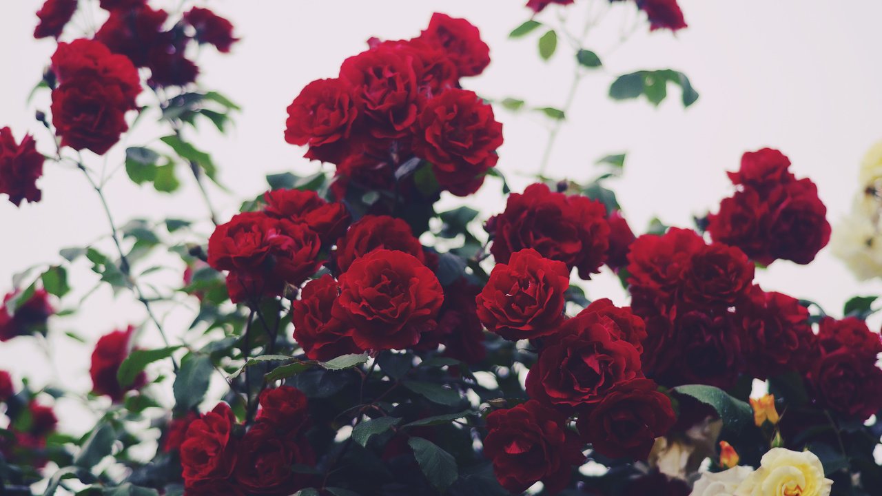 Обои цветы, розы, лепестки, куст красных роз, flowers, roses, petals, bush of red roses разрешение 4928x3264 Загрузить