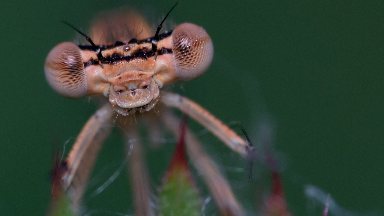 Обои глаза, макро, насекомое, стрекоза, eyes, macro, insect, dragonfly разрешение 1920x1280 Загрузить