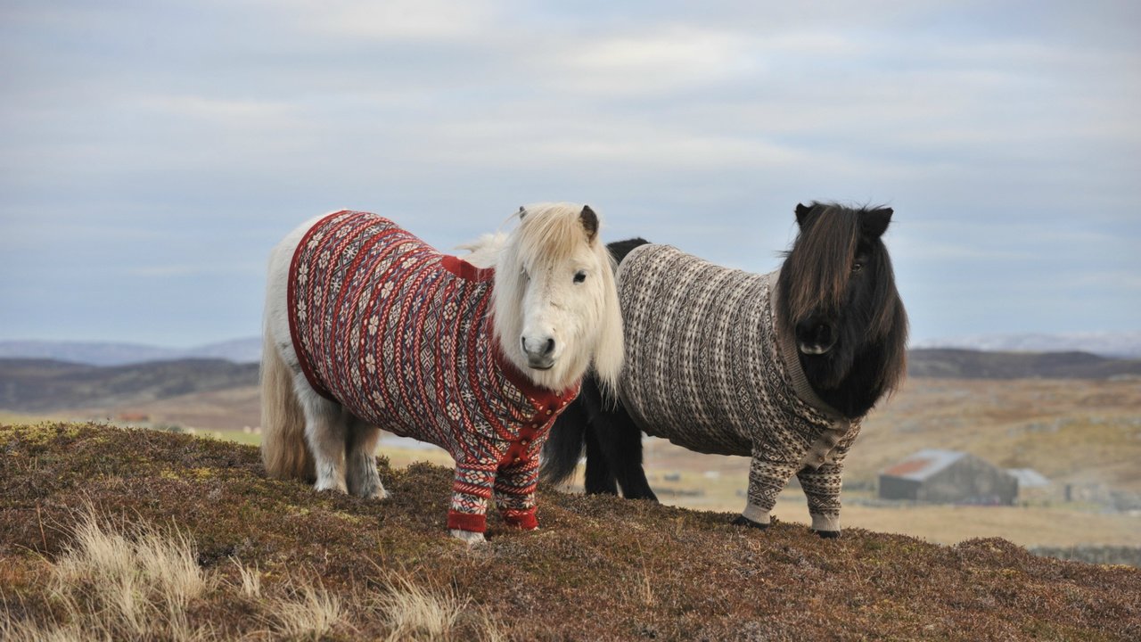 Обои горы, холмы, осень, пара, лошади, пони, два, свитер, mountains, hills, autumn, pair, horse, pony, two, sweater разрешение 1920x1080 Загрузить