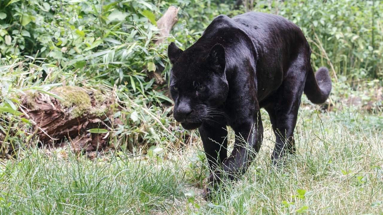 Обои хищник, пантера, зоопарк, дикая кошка, черный ягуар, predator, panther, zoo, wild cat, black jaguar разрешение 2048x1366 Загрузить