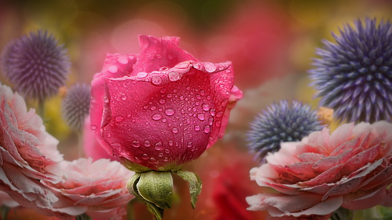 Обои цветы, природа, роза, flowers, nature, rose разрешение 2560x1440 Загрузить