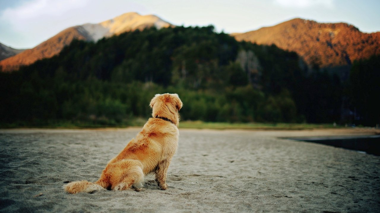 Обои песок, пляж, шерсть, собака, золотистый ретривер, sand, beach, wool, dog, golden retriever разрешение 2048x1367 Загрузить