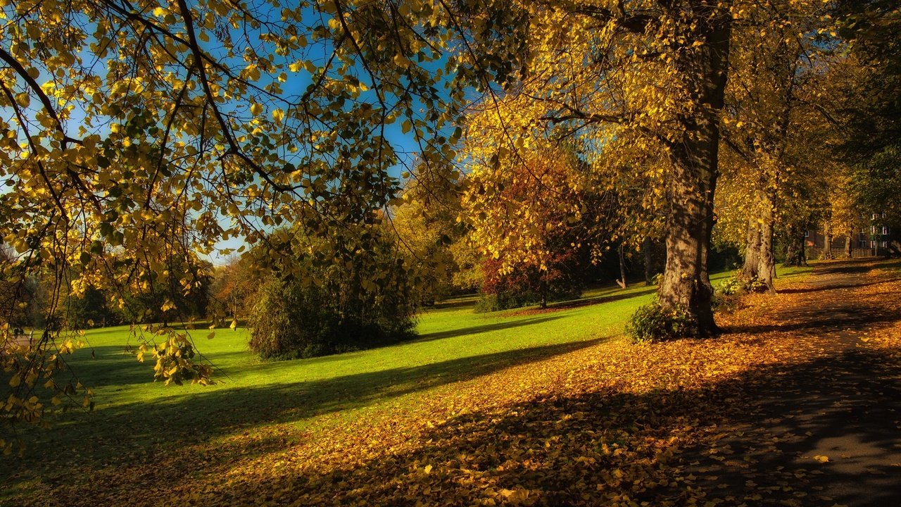 Обои деревья, листья, парк, ветки, осень, trees, leaves, park, branches, autumn разрешение 2024x1347 Загрузить