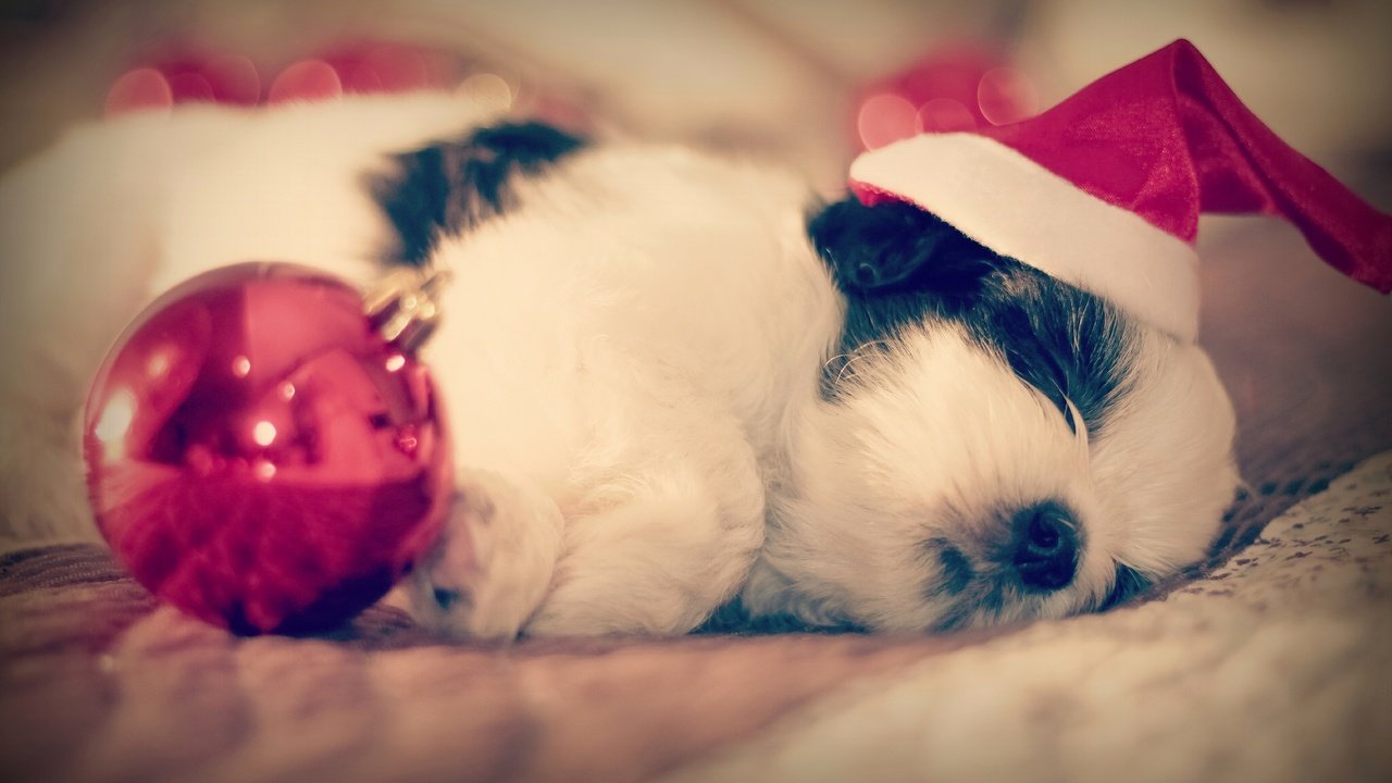 Обои сон, собака, щенок, шарик, колпак, спящий, ши-тцу, малыш., sleep, dog, puppy, ball, cap, shih tzu, baby. разрешение 2048x1365 Загрузить