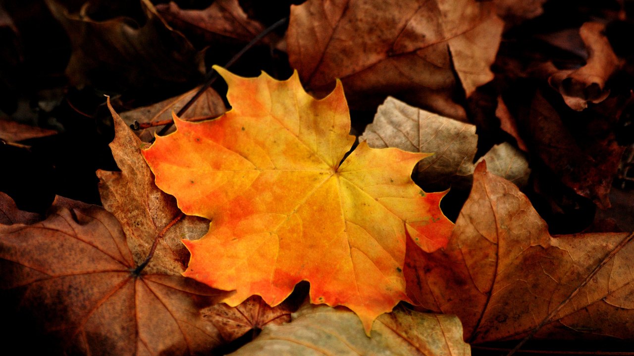 Обои листья, макро, осень, клен, leaves, macro, autumn, maple разрешение 3872x2592 Загрузить