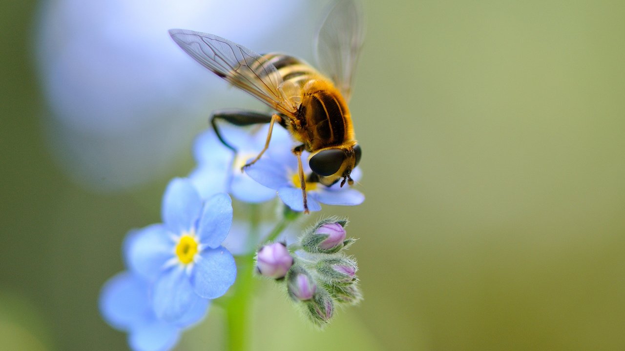 Обои цветы, насекомое, крылья, незабудки, голубые, пчела, полевые, flowers, insect, wings, forget-me-nots, blue, bee, field разрешение 2048x1463 Загрузить