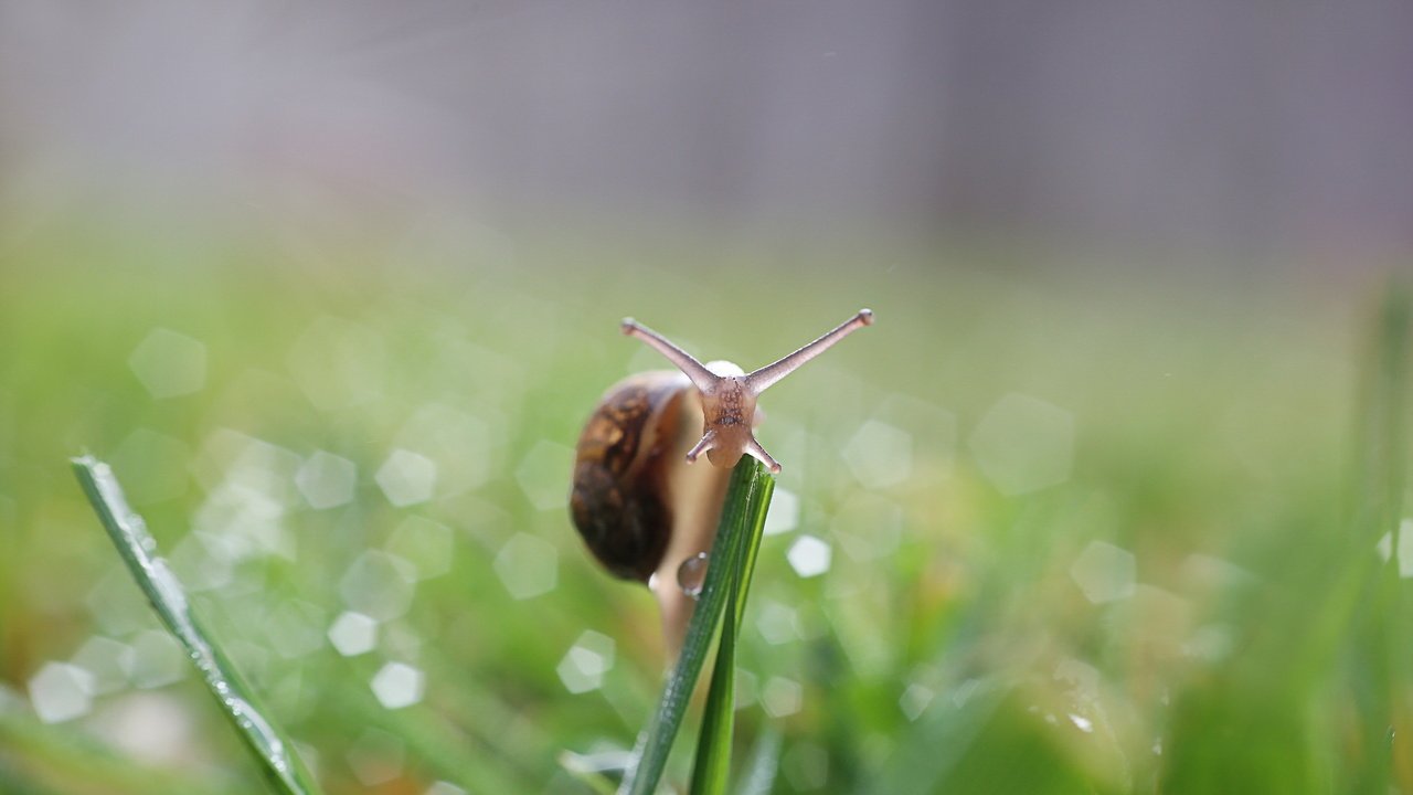 Обои природа, фон, улитка, nature, background, snail разрешение 2560x1600 Загрузить