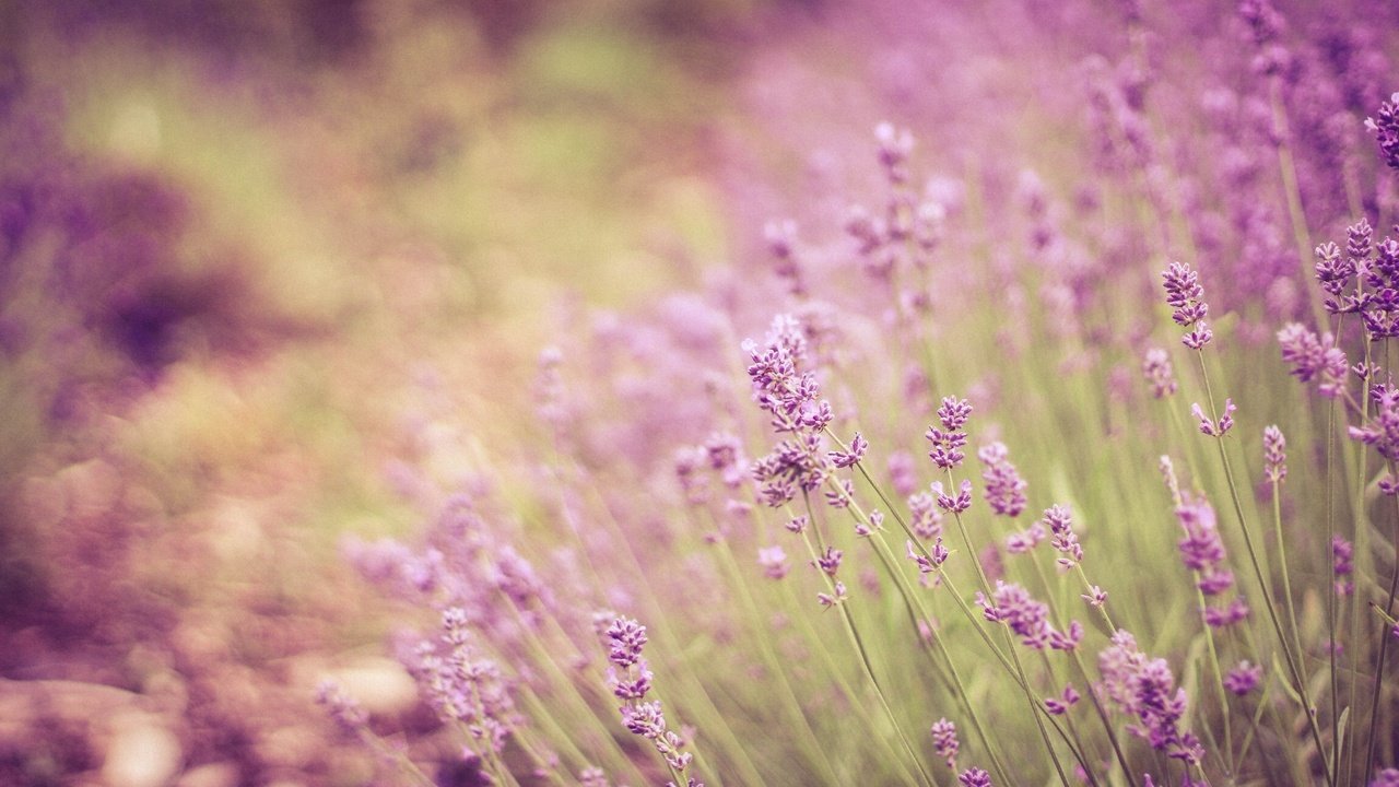 Обои цветы, лаванда, стебли, боке, flowers, lavender, stems, bokeh разрешение 2304x1536 Загрузить