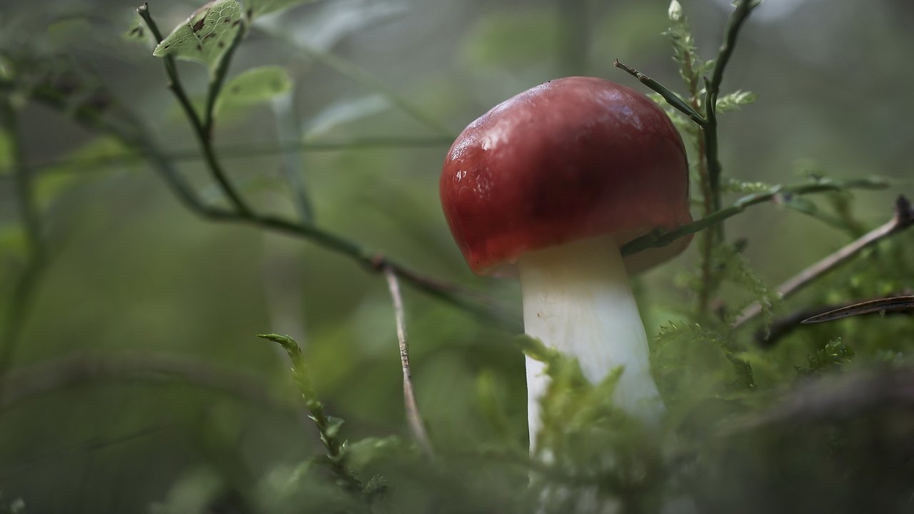 Обои природа, макро, гриб, nature, macro, mushroom разрешение 2560x1684 Загрузить