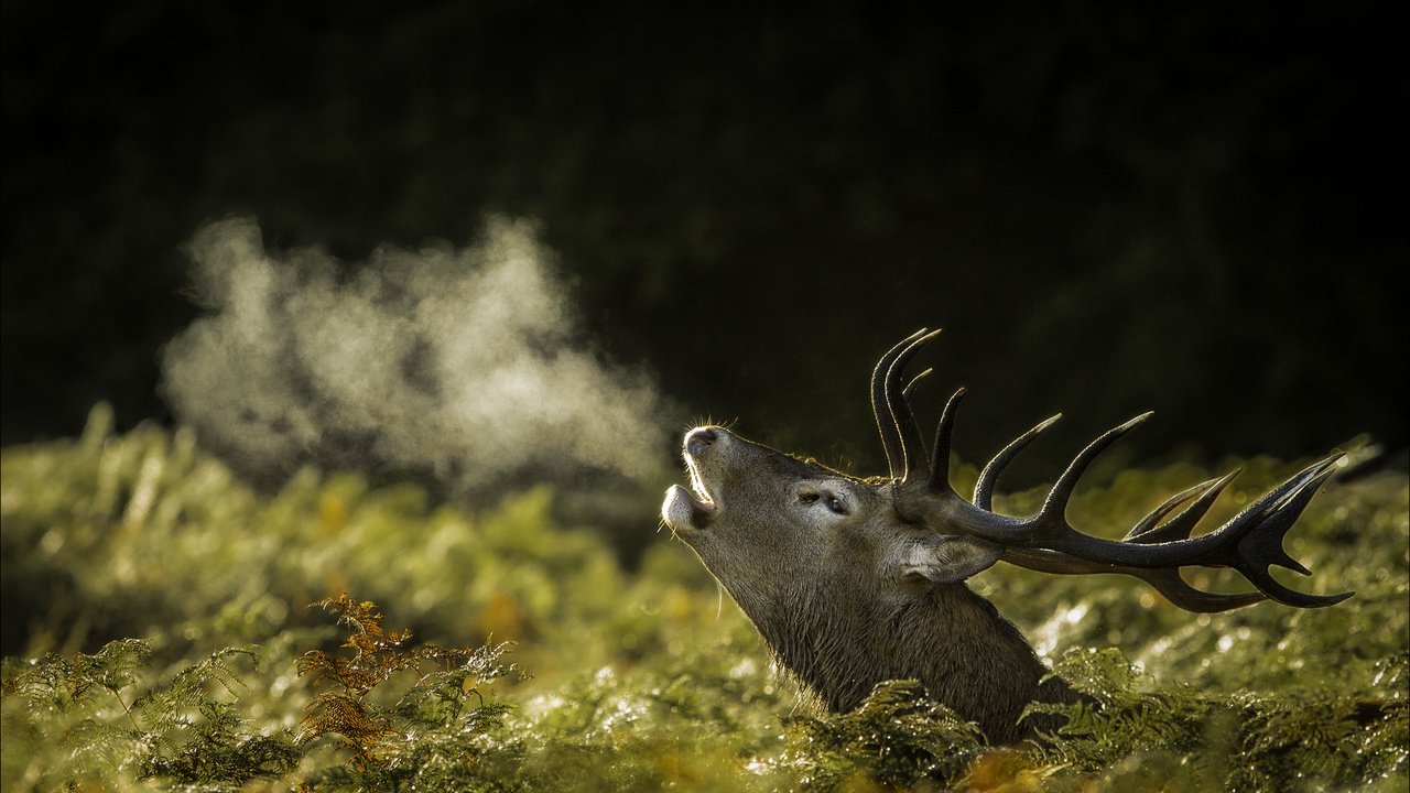 Обои природа, олень, рога, nature, deer, horns разрешение 2002x1335 Загрузить