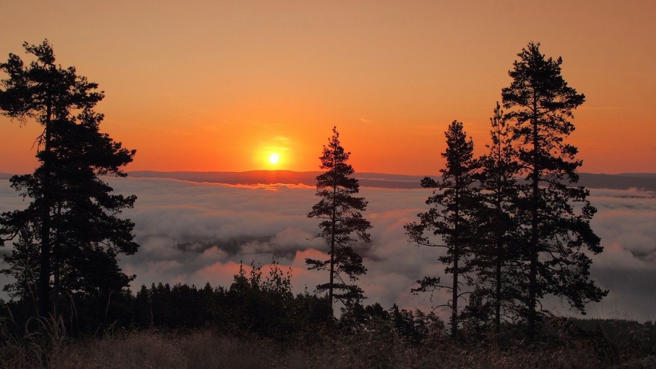 Обои деревья, солнце, утро, рассвет, швеция, сунне, trees, the sun, morning, dawn, sweden, the sunnah разрешение 3600x2400 Загрузить