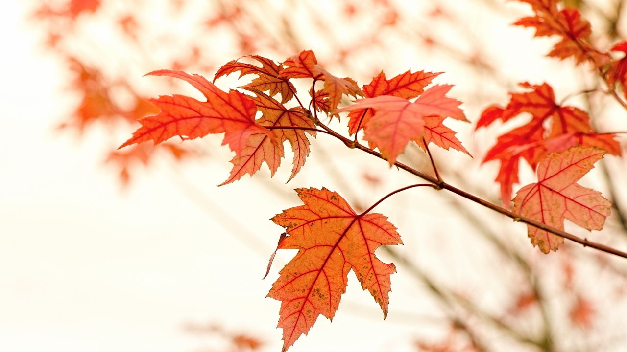 Обои природа, листья, осень, nature, leaves, autumn разрешение 2560x1600 Загрузить