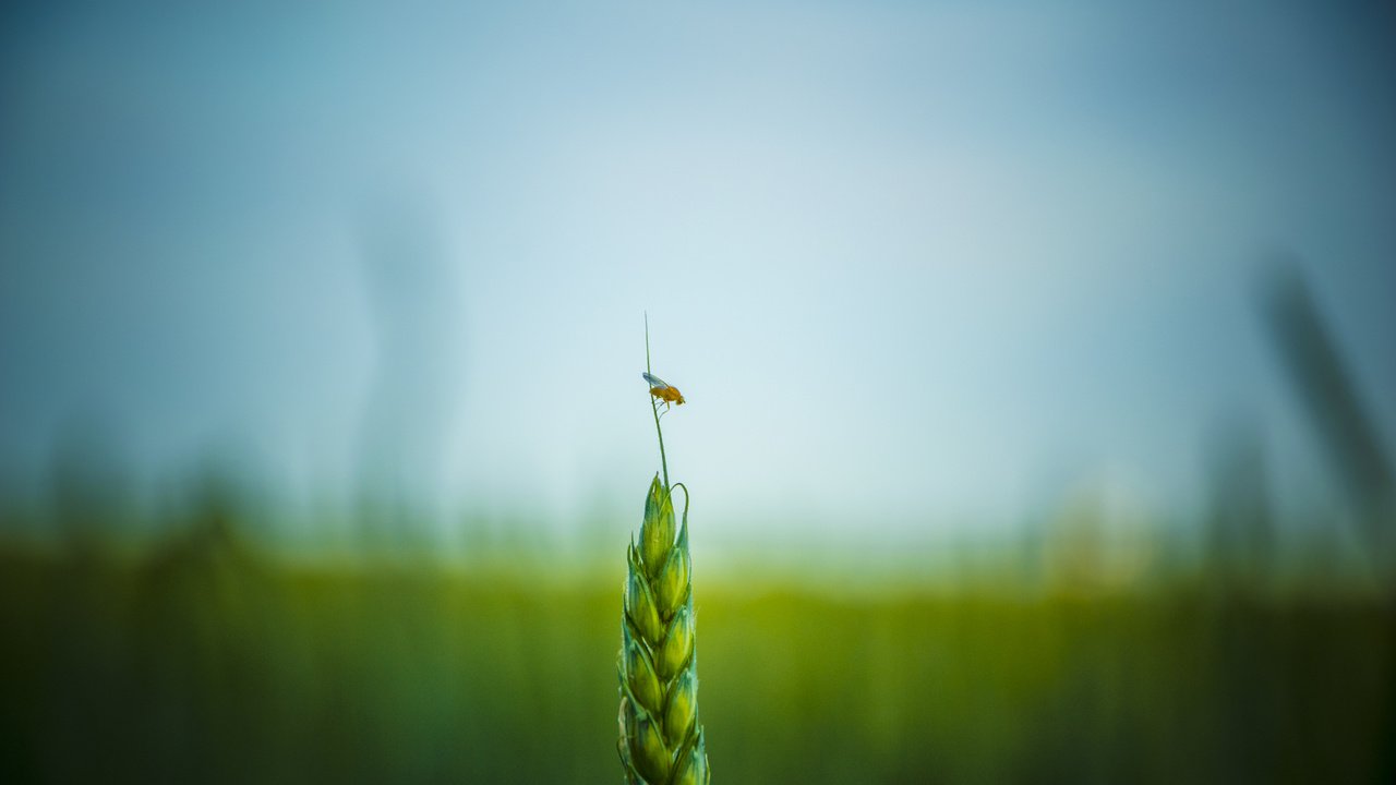 Обои насекомое, поле, пшеница, insect, field, wheat разрешение 4608x3072 Загрузить