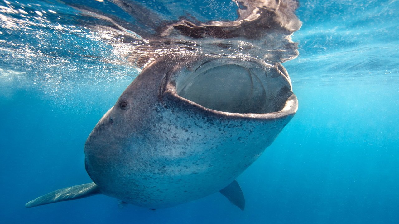 Обои вода, океан, рот, акула, кит, подводный мир, китовая акула, water, the ocean, mouth, shark, kit, underwater world, the whale shark разрешение 1920x1200 Загрузить