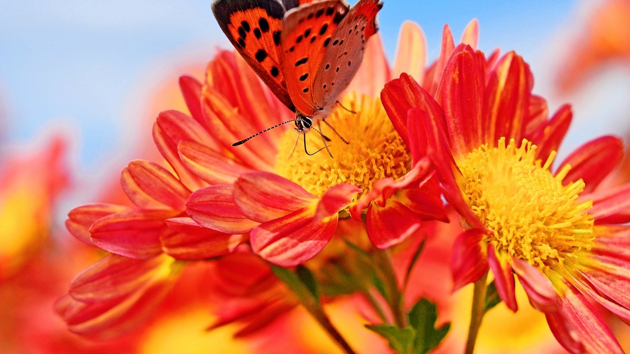 Обои цветы, макро, насекомое, бабочка, flowers, macro, insect, butterfly разрешение 2880x1920 Загрузить